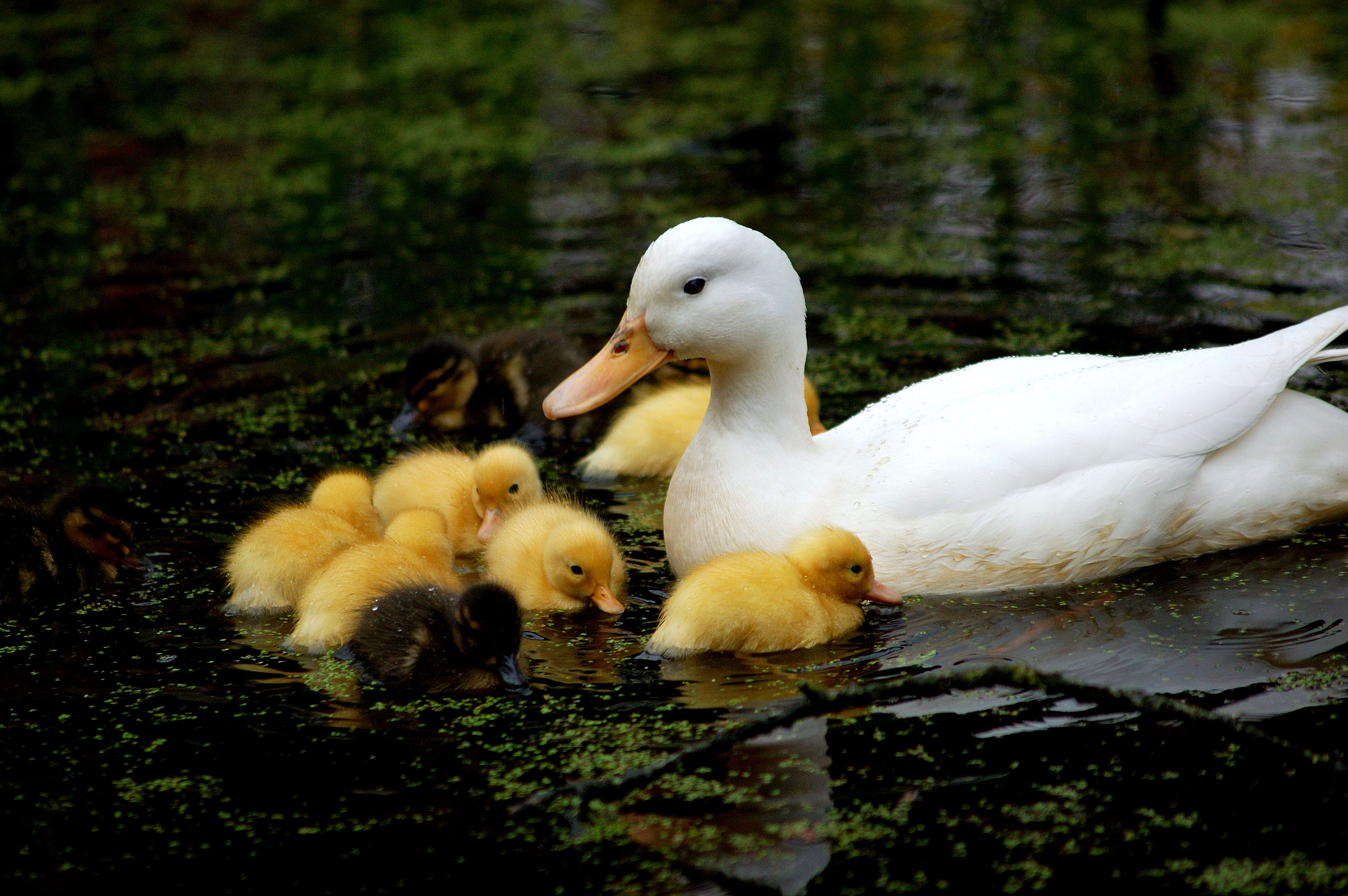 Baby White Ducks